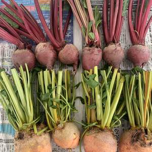 飯舘村の太陽と月のビーツ　赤&黄　10個前後