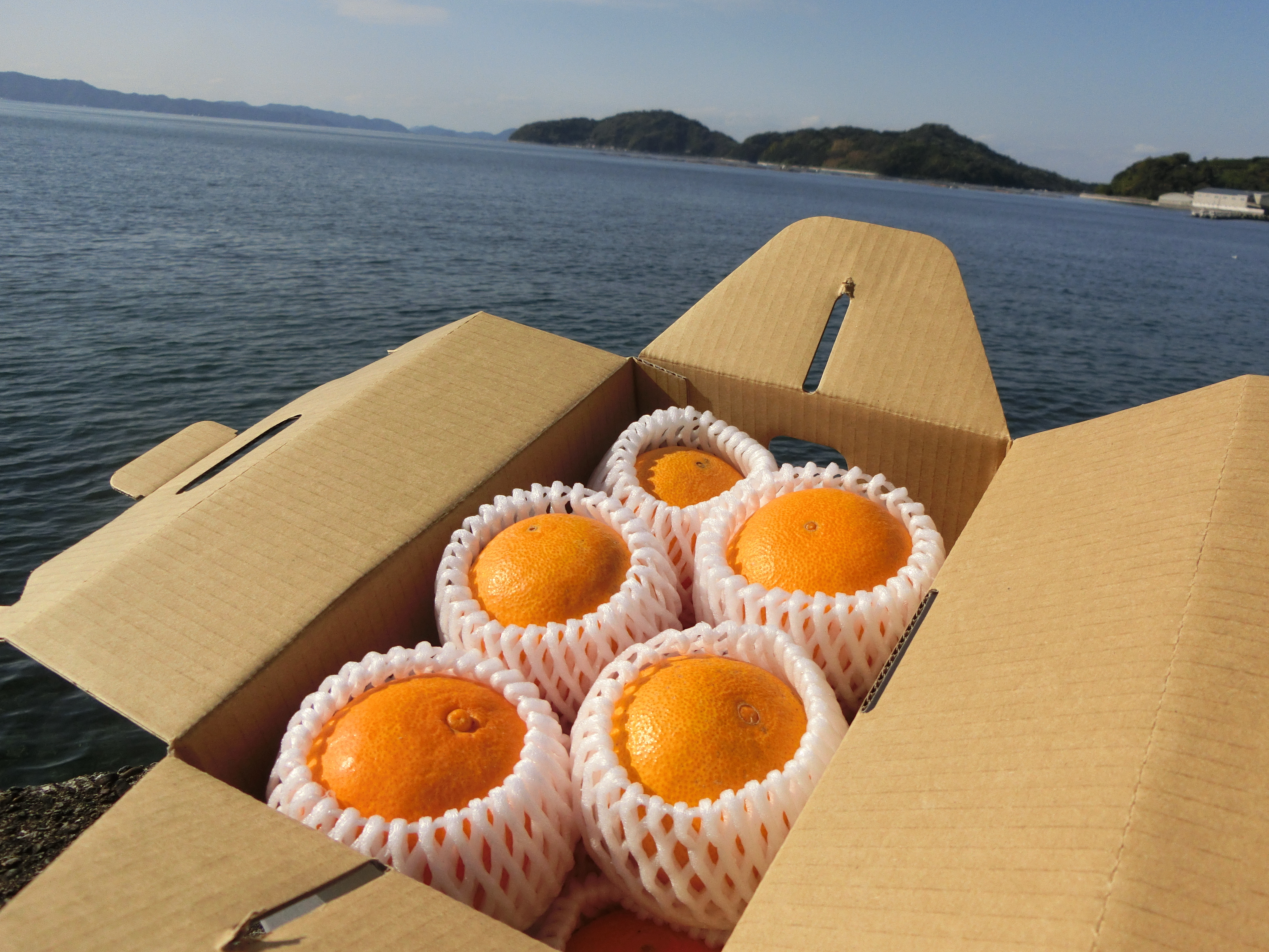 愛媛県宇和島市｜陽だまりミカン園｜土居喜三郎さんの生産者