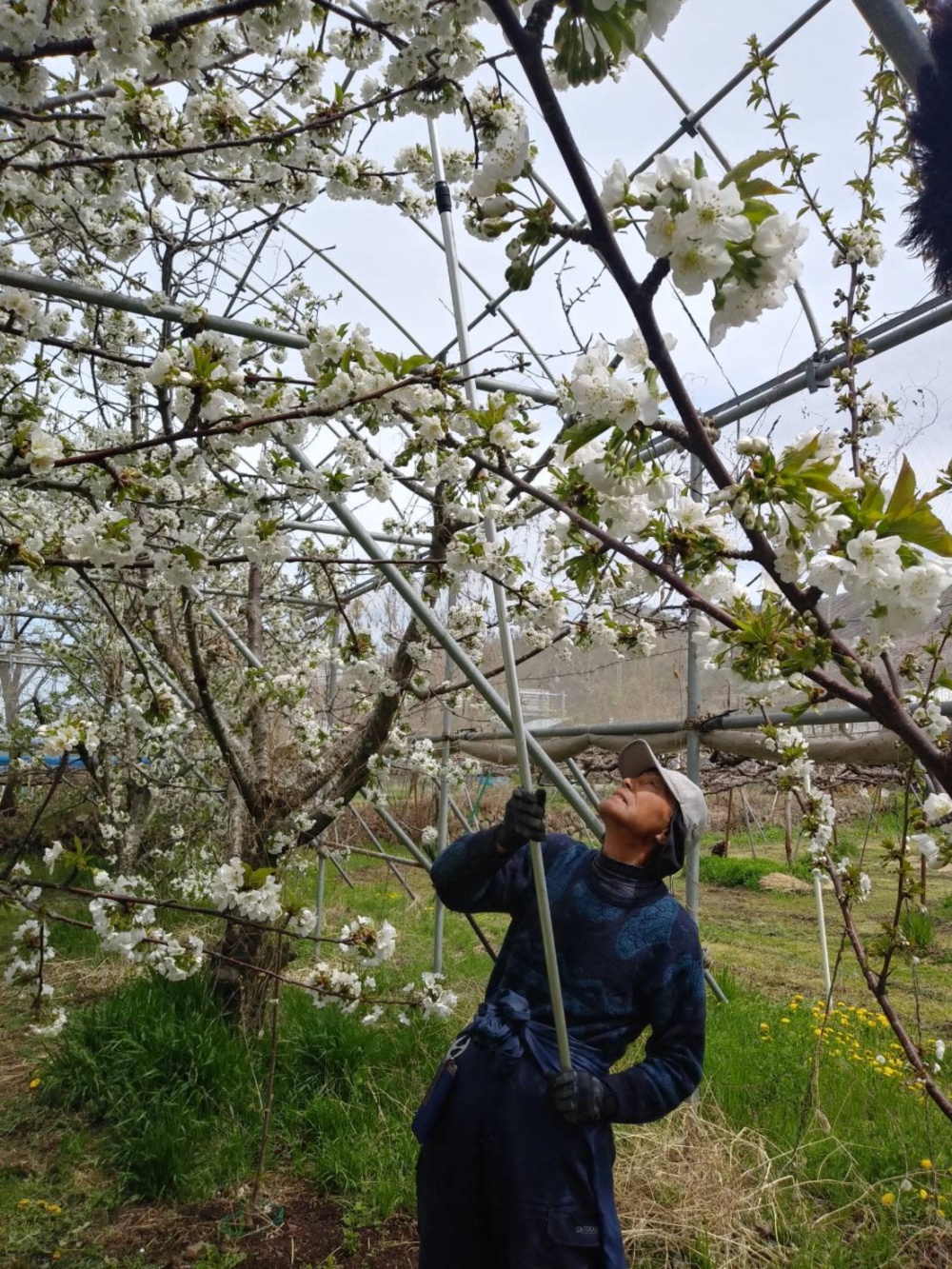 フルーツのみやがわの通販 宮川幸平さん 農家漁師から産地直送の通販 ポケットマルシェ