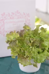 テーブル菜園・レタス　太陽光で育てるおしゃれなミニ菜園「ＬＥＤ栽培」
