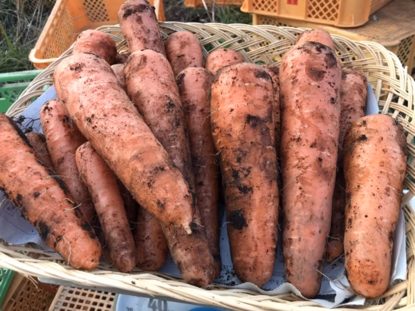 宮崎県綾町産 甘い！人参【農薬 化学肥料不使用】