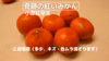 【一度食べてみませんか】奇跡の紅いみかん「小原紅早生」2s～3sサイズ　