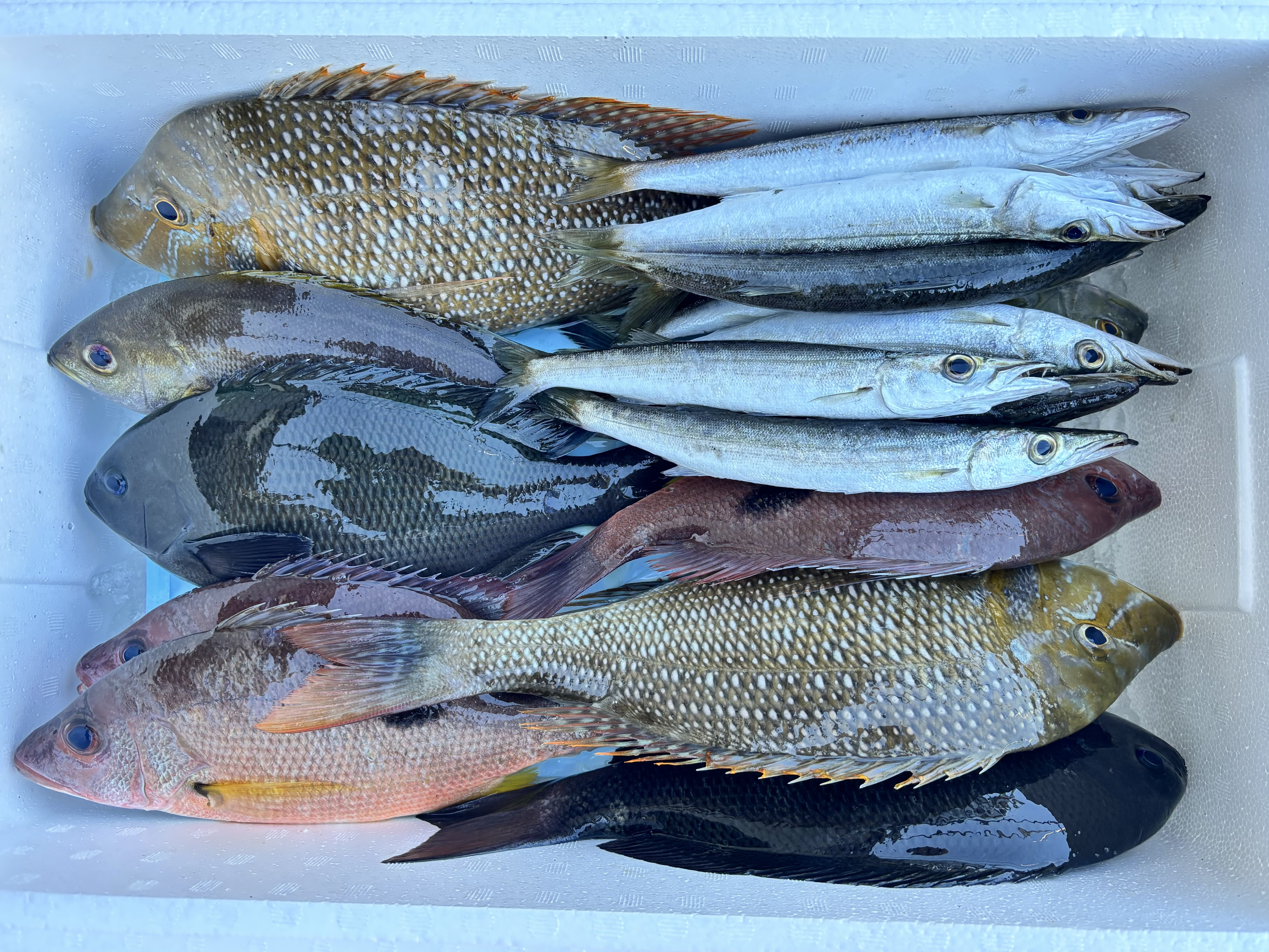 獲れ次第発送！徳島宍喰産！旬の鮮魚BOX！｜魚介セットの商品詳細