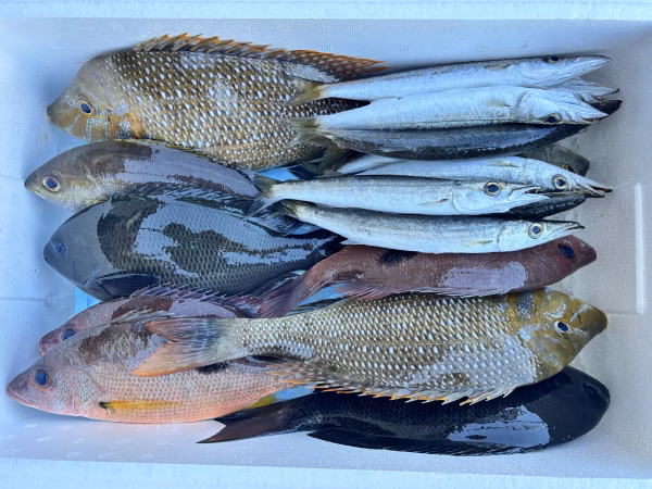 獲れ次第発送！徳島宍喰産！旬の鮮魚BOX！