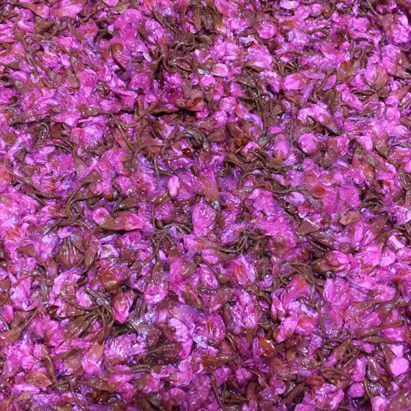 【農薬不使用】桜の塩漬け《農薬・化学肥料・着色料不使用》