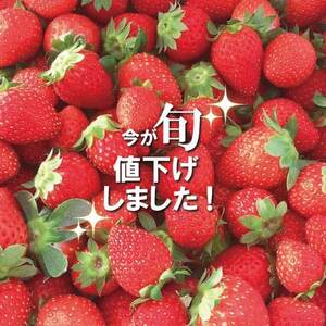 《パクパクが止まらない♪》小粒ちゃんイチゴ(1kg)埼玉県羽生市産