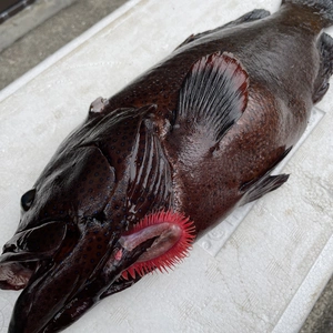 【魚突き】動画あり　傷ありアオノメハタ1.5kg鱗、内臓処理済