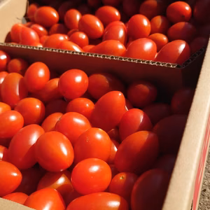 お弁当・朝食・料理で使えるフルーツミニトマト（３kg）シェアに最適！