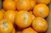 【農薬不使用】無農薬有田みかん　完熟その４
