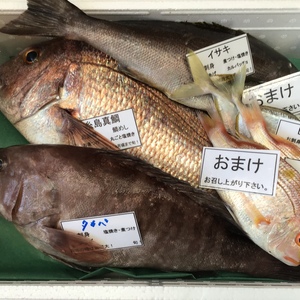8月で最後出品❗市場価格緊急値下げ！8月限定！糸島漁師の厳選おまかせセット3匹