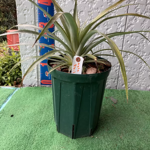 パイナップル苗