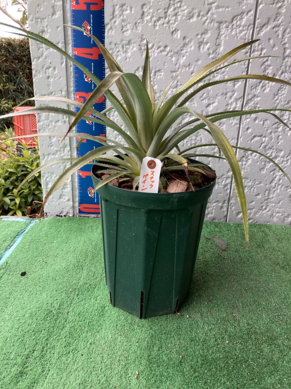 パイナップル苗