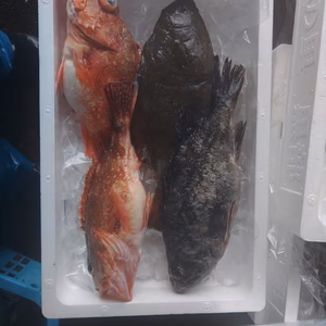 朝どれ　お任せセット