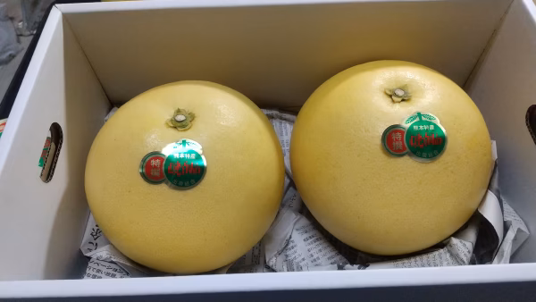 熊本県八代特産ばんぺいゆ 12月下旬より順次お届け！