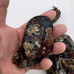 ムール貝　イガイ　瀬戸貝