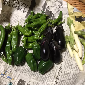 高知の野菜セット 果菜類メイン 60サイズ