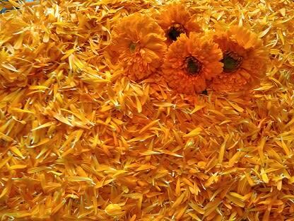 エディブルフラワー 手作りコスメに 手摘みカレンデュラドライハーブ10g 農家漁師から産地直送の通販 ポケットマルシェ