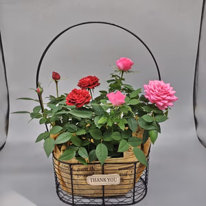 早割価格‼【母の日　発送4/27-5/8】手付きツインバスケット