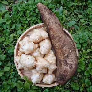 ヤーコンと菊芋のセット ✽ 農薬化学肥料不使用 