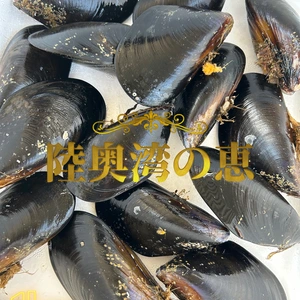 ついに解禁‼️陸奥湾産ムール貝✨特大サイズ✨