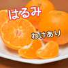 【訳あり】甘さと酸味がやみつき！★はるみ★薄皮ごと食べられる