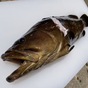 【松島産】天然クエ（1.9kg）