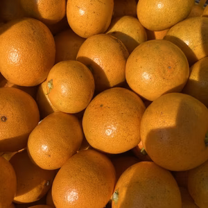 コクがあって美味しい！原口早生みかん　サイズ混合