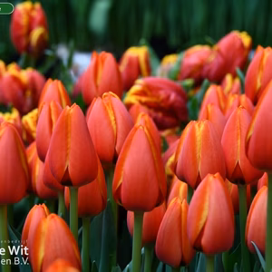 【チューリップ切り花】花色オレンジ色　ワールドフェイバリット１０本