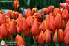【チューリップ切り花】花色オレンジ色　ワールドフェイバリット１０本