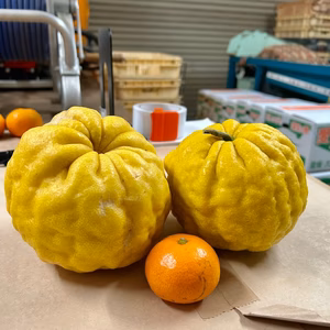 縁起物です♪特大サイズ「獅子柚子」みかんオマケつき☆