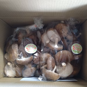 【ご自宅用】開いた傘でも味はウマッ！旨味たっぷり生しいたけ