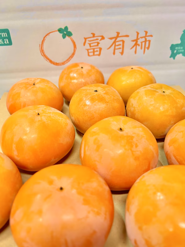こだわりの見極め　Farm m&aの富有柿　贈答用　2Lサイズ