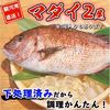 お食い初め、塩釜焼きにおすすめ！静岡産の下処理済みマダイ（約5〜6人前）