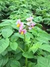 【家庭用】訳あり熟成ジャガイモ「キタアカリ」 