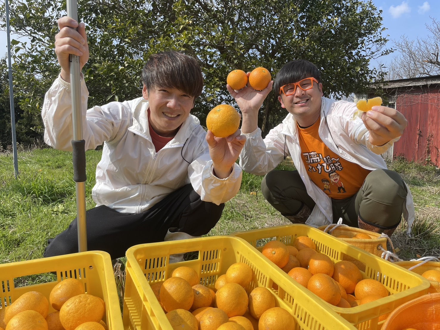 和歌山県住みます芸人わんだーらんどが育てた木成り八朔（和歌山県日高