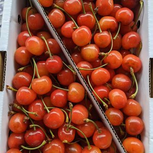 さくらんぼ紅秀峰加工原料