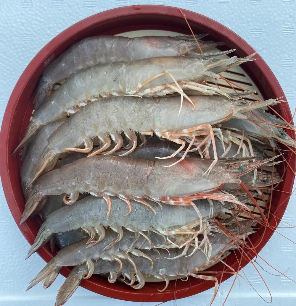送料一律1000円 紀州雑賀崎 天然シラサエビ大中1kg