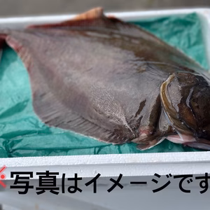【知床羅臼直送】赤カレイ　船上活〆　朝どれ　お刺身、煮付け等
