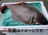 【知床羅臼直送】アカガレイ 神経締め オマケ付き