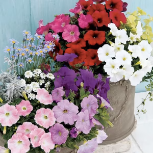 寒さに強い省エネペチュニア★エコチュニア９センチ6苗より