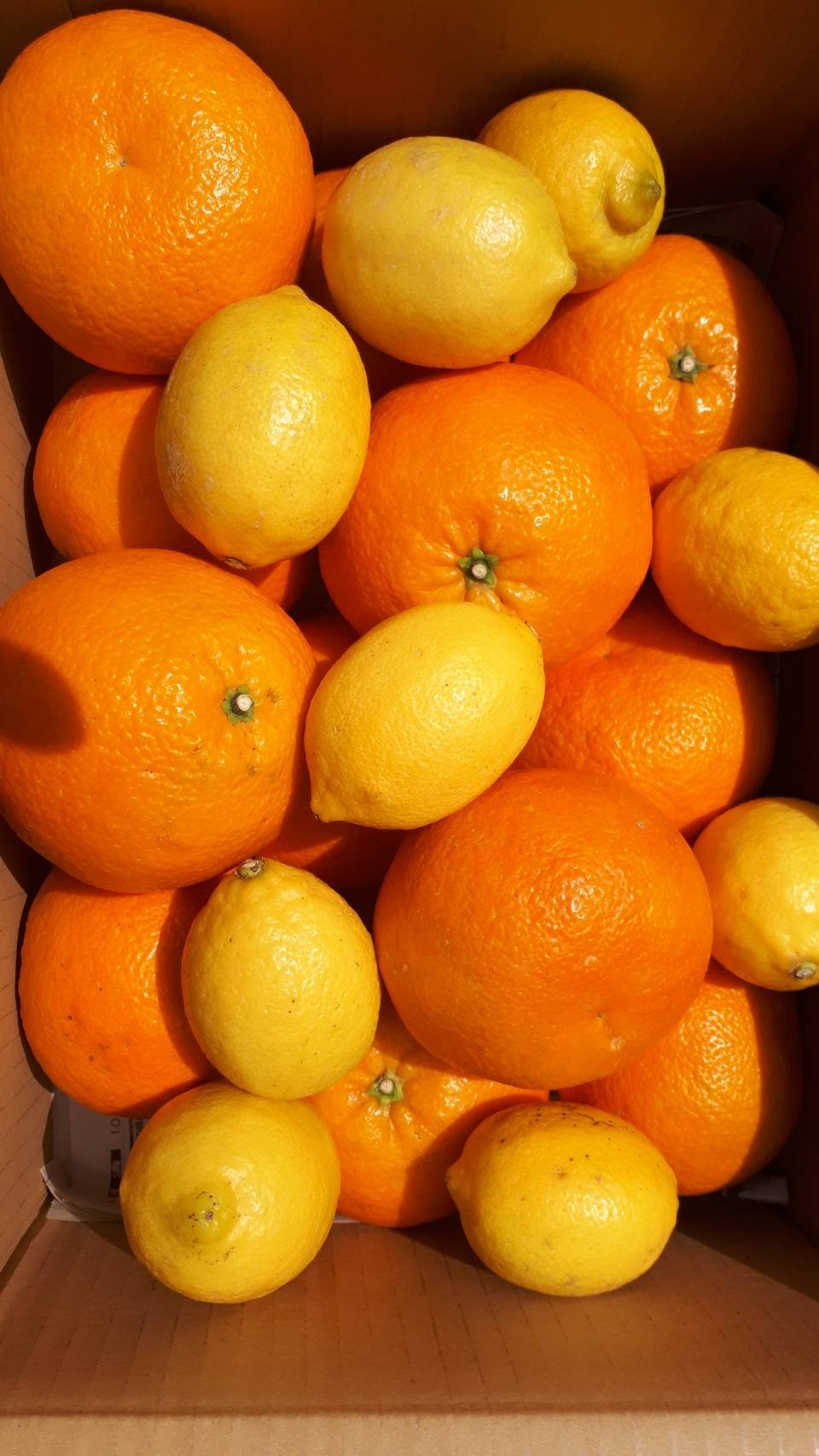 伊予れもセット!伊予柑(いよかん)の上にレモンを少し載せました(^^♪ 箱込5㌔(伊予柑とレモン1㌔)