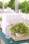 テーブル菜園・レタス　太陽光で育てるおしゃれなミニ菜園「ＬＥＤ栽培」