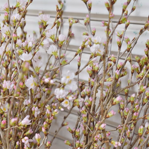 山の春を飾る 啓翁桜 ケイオウザクラ 切り枝10本束（80〜90cm）