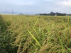 令和2年産　農薬不使用　特別栽培米 コシヒカリ 玄米 