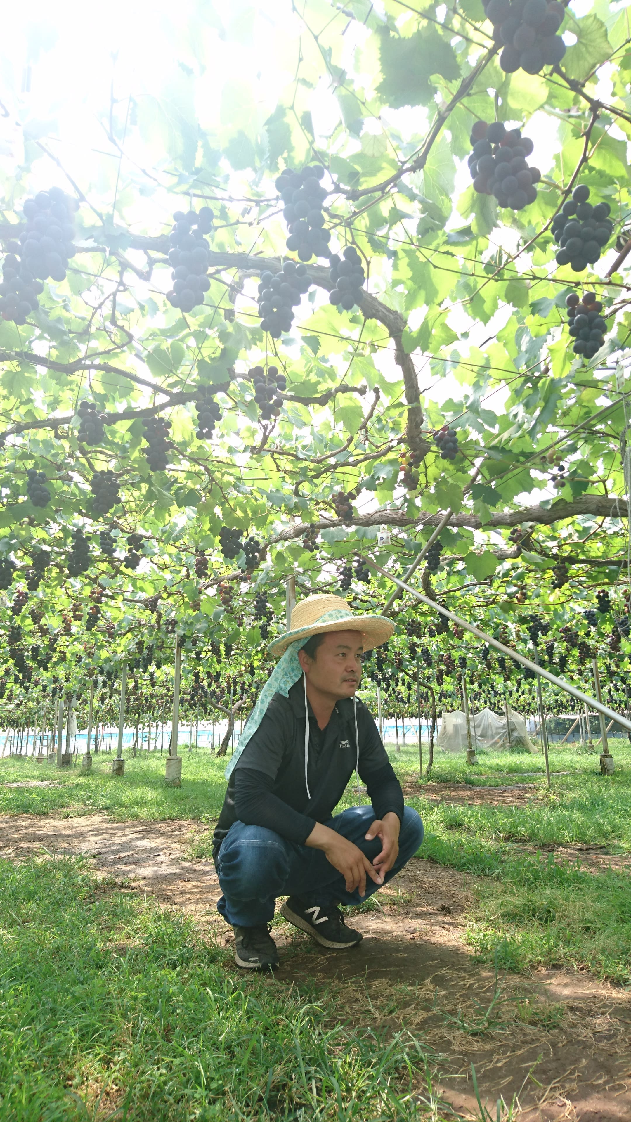 茨城県結城市｜会沢巨峰ぶどう園｜会沢将史さんの生産者プロフィール｜ポケットマルシェ｜産地直送で旬の食材が生産者(農家・漁師)から届く