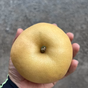 秋の味覚1kgセット  シャインマスカット1房 南水梨2個