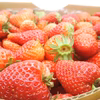 収穫量が多い日限定セール！ 総重量2kg! 優しさに溢れた幸せなイチゴの味