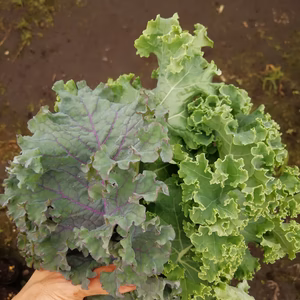 スムージーにおすすめ！！　ケール、小松菜(農薬化学肥料不使用)