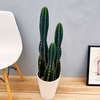 在庫　サボテン　柱サボテン　3本植え　ドライガーデン　インテリアグリーン