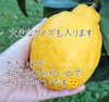 ★天草レモン★訳ありお買い得BOX★